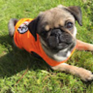 Meet your Posher, Josh